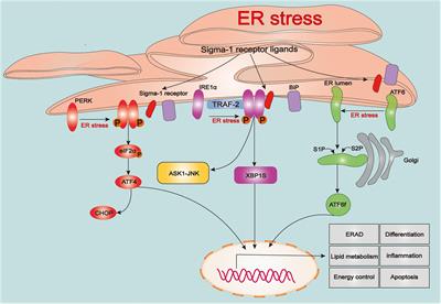 Sigma-1 Receptor: A Potential Therapeutic Target for Traumatic Brain Injury